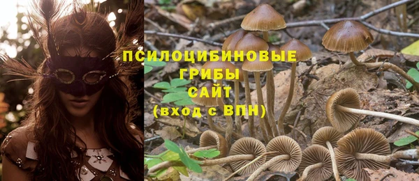 сатива Аркадак